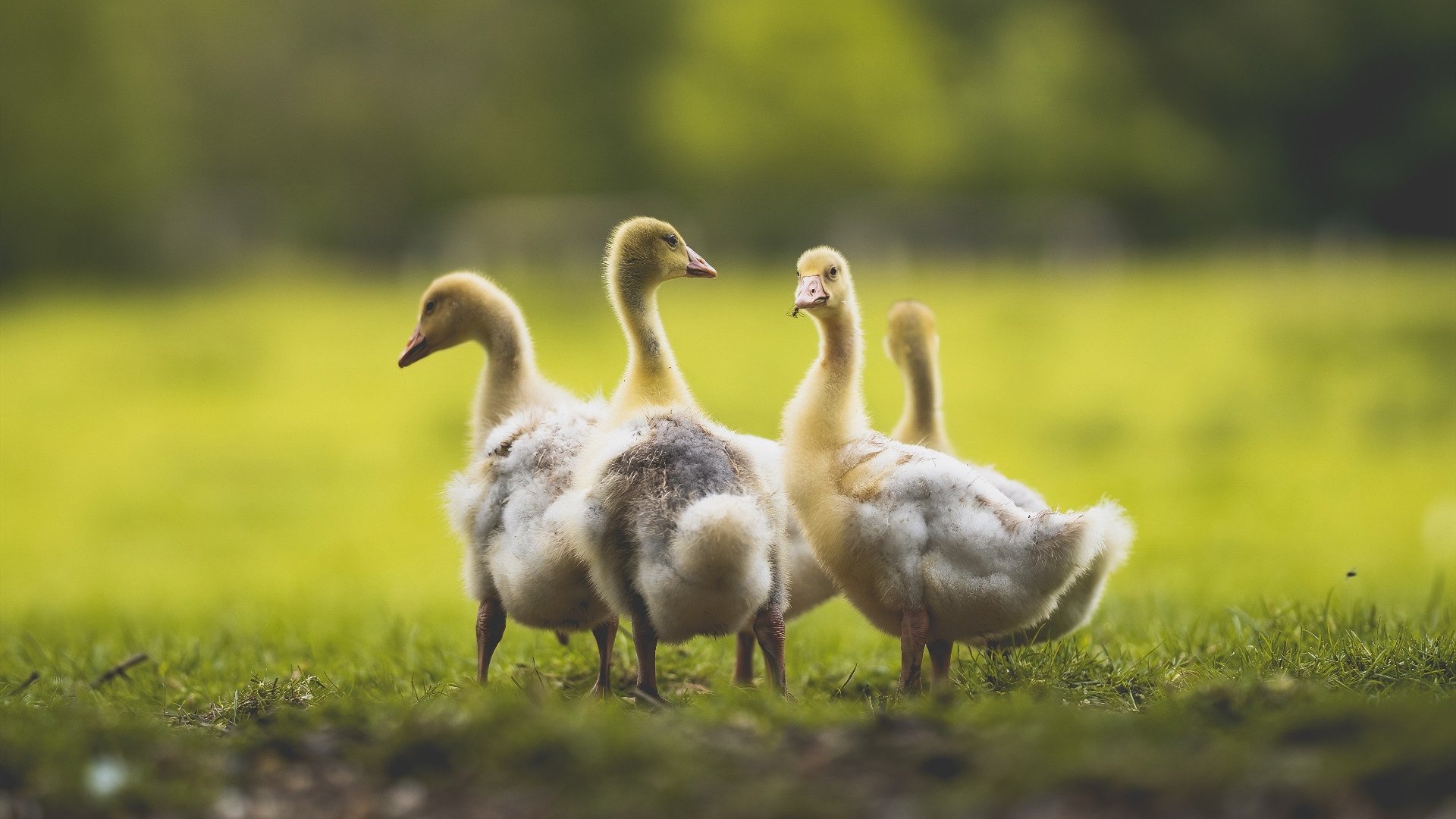 【青训探索】如何用系统训练培养未来的“台球之星”？，台球思路如何培养